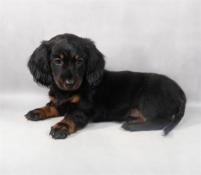 Dachshund-DOG-Female-Black and Tan-9187-Petland Pensacola, Florida
