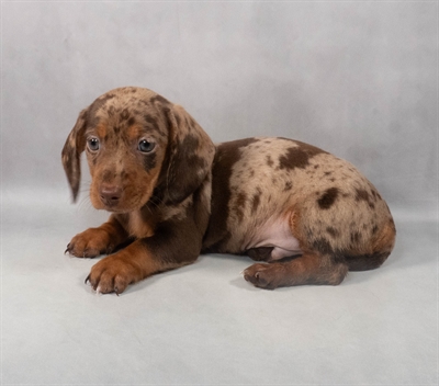 Dachshund-DOG-Male-Chocolate Dapple-9188-Petland Pensacola, Florida