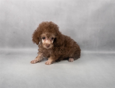 Poodle-DOG-Male-Brown-9191-Petland Pensacola, Florida