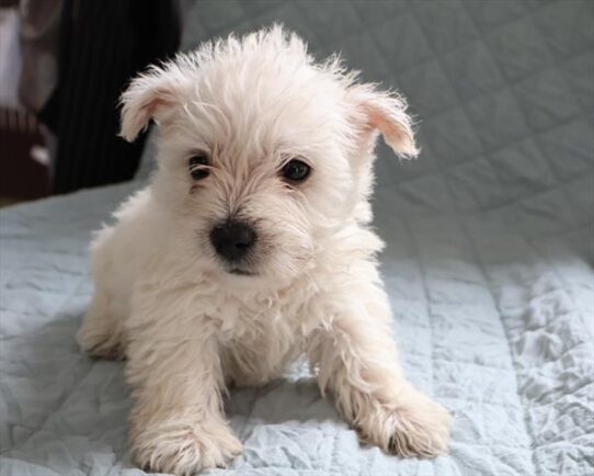 West Highland White Terrier-DOG-Female-White-9192-Petland Pensacola, Florida