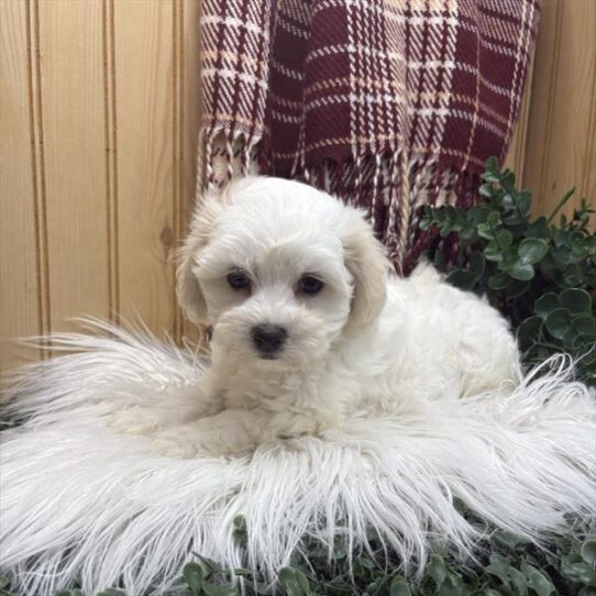Coton De Tulear-DOG-Female-White-9193-Petland Pensacola, Florida