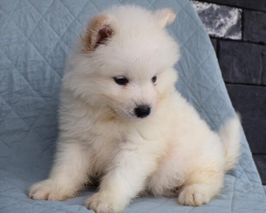 Samoyed-DOG-Male-White-9194-Petland Pensacola, Florida