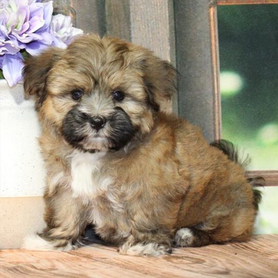 Havanese-DOG-Male-Gold-9195-Petland Pensacola, Florida