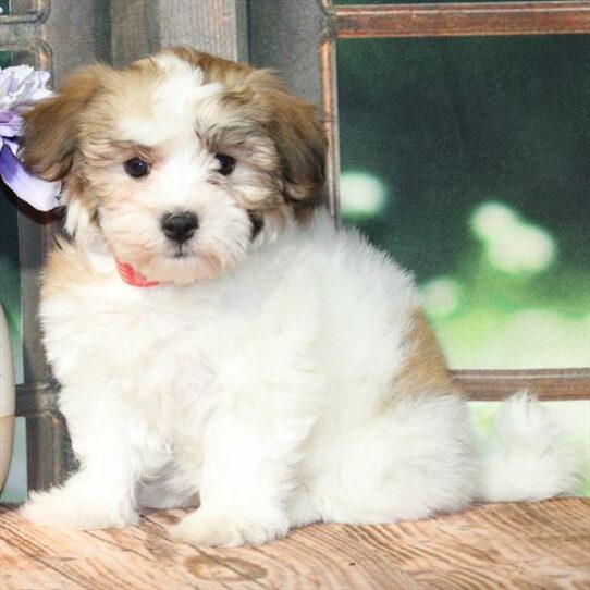 Havanese-DOG-Female-White / Gold-9196-Petland Pensacola, Florida