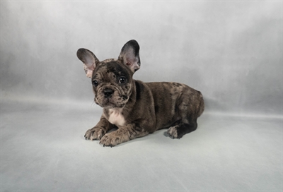 French Bulldog-DOG-Female-Blue Merle-9199-Petland Pensacola, Florida
