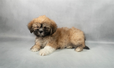Lhasa Apso-DOG-Female-Golden-9200-Petland Pensacola, Florida
