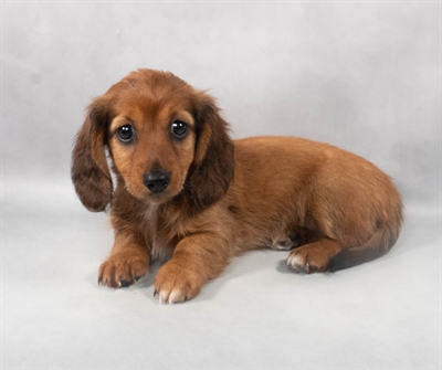 Dachshund-DOG-Female-Red-9201-Petland Pensacola, Florida