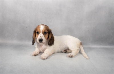 Dachshund-DOG-Female-Red-9202-Petland Pensacola, Florida