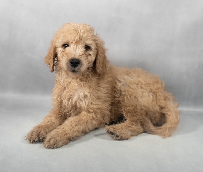 Mini Goldendoodle F1b-DOG-Male-Golden-9203-Petland Pensacola, Florida
