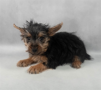 Silky Terrier-DOG-Female-Black and Tan-9204-Petland Pensacola, Florida