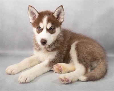 Siberian Husky-DOG-Female-Red and White-9206-Petland Pensacola, Florida