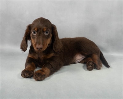 Dachshund-DOG-Male-Chocolate and Tan-9207-Petland Pensacola, Florida