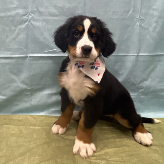 Bernese Mountain Dog-DOG-Female-Tri-Colored-9198-Petland Pensacola, Florida