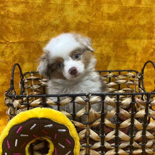 Australian Shepherd-DOG-Male-Red Merle / White-9096-Petland Pensacola, Florida