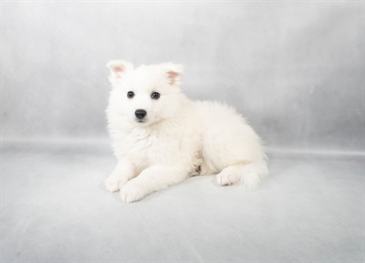 American Eskimo-DOG-Female-White-9112-Petland Pensacola, Florida