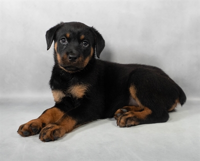 Rottweiler-DOG-Female-Black and Mahogany-9145-Petland Pensacola, Florida