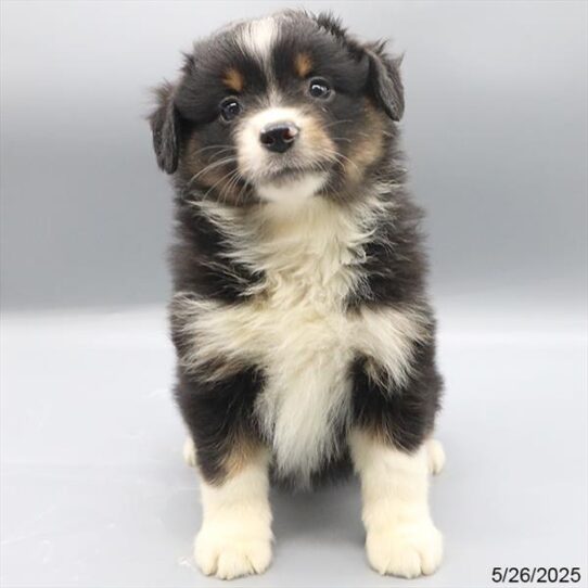 Miniature American Shepherd-DOG-Female-Black-9168-Petland Pensacola, Florida