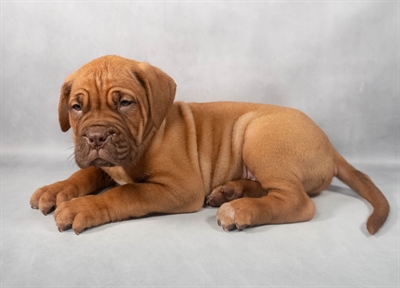 Dogue De Bordeaux-DOG-Male-Red-9189-Petland Pensacola, Florida