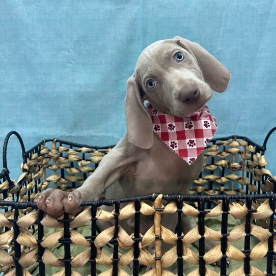 Weimaraner-DOG-Female-Silver Grey-9190-Petland Pensacola, Florida