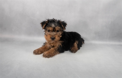 Yorkshire Terrier-DOG-Male-Black and Tan-9205-Petland Pensacola, Florida