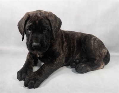English Mastiff-DOG-Male-Brindle-9229-Petland Pensacola, Florida