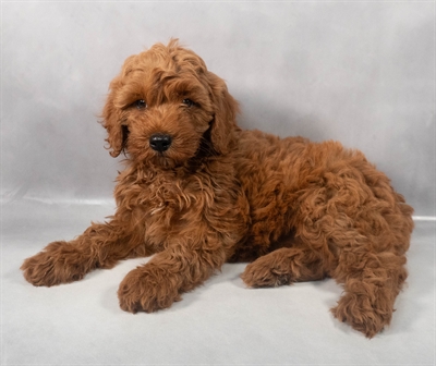 Cavapoo F1B-DOG-Female-Red-9231-Petland Pensacola, Florida