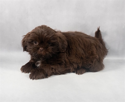 Shih Tzu-DOG-Female-Brown and White-9232-Petland Pensacola, Florida