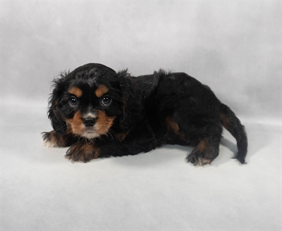 Cavalier King Charles Spaniel-DOG-Male-Black and Tan-9233-Petland Pensacola, Florida