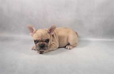 French Bulldog-DOG-Male-Red Merle-9234-Petland Pensacola, Florida