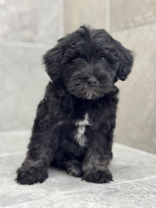 Schnoodle-DOG-Male-Black / Silver-9248-Petland Pensacola, Florida