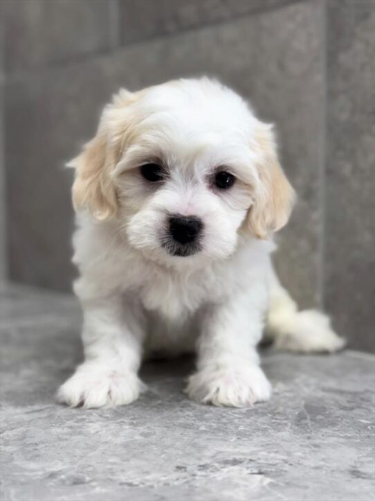 Teddy Bear-DOG-Male-White / Cream-9247-Petland Pensacola, Florida