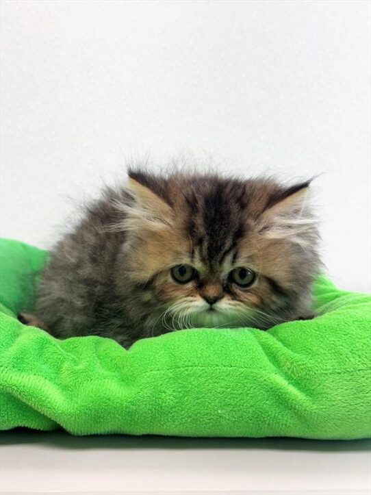 Persian-KITTEN-Male-Golden Mackeral-9249-Petland Pensacola, Florida
