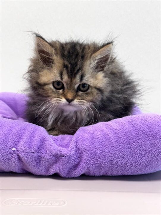 Persian-KITTEN-Female-Golden Mackeral-9251-Petland Pensacola, Florida