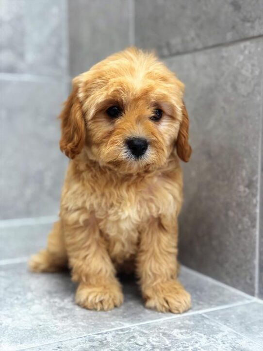 Poodle-Cavapoo-DOG-Female-Apricot-9252-Petland Pensacola, Florida