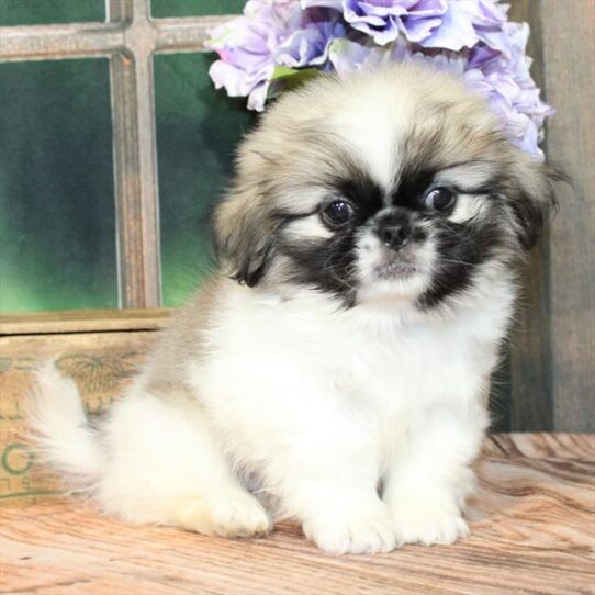 Pekingese-DOG-Female-Fawn-9254-Petland Pensacola, Florida