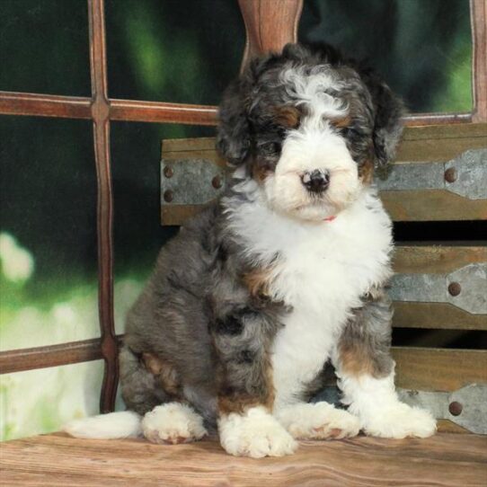 Miniature Bernedoodle 2nd Gen-DOG-Female-Blue Merle / Tan-9253-Petland Pensacola, Florida