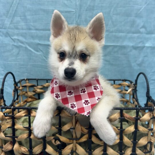 Alaskan Klee Kai-DOG-Male-Agouti / White-9250-Petland Pensacola, Florida