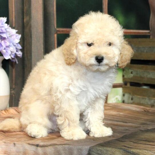 Goldendoodle Mini 2nd Gen-DOG-Male-Apricot-9255-Petland Pensacola, Florida