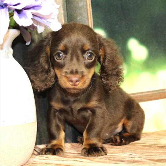 Dachshund-DOG-Female-Chocolate / Tan-9256-Petland Pensacola, Florida