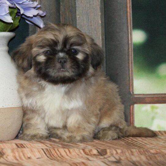 Shih Tzu-DOG-Male-Blue Fawn-9258-Petland Pensacola, Florida
