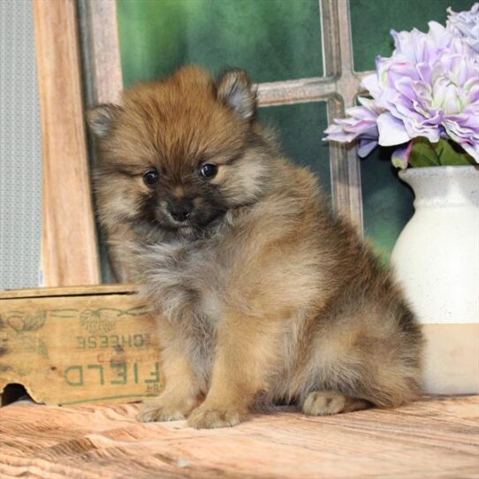 Pomeranian-DOG-Female-Orange-9259-Petland Pensacola, Florida