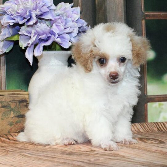 Poodle-DOG-Female-White / Apricot-9260-Petland Pensacola, Florida