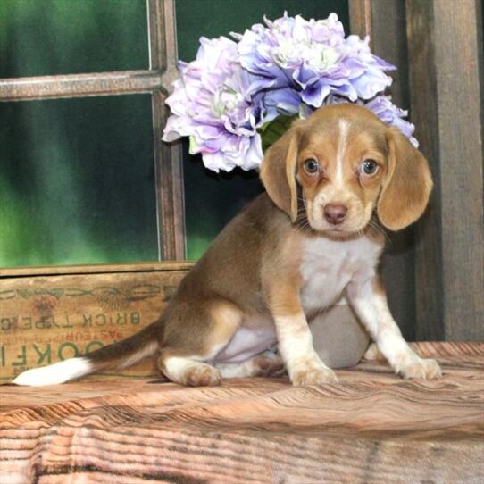 Beagle-DOG-Female-Chocolate / Tan-9261-Petland Pensacola, Florida