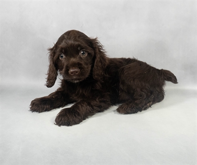 Cocker Spaniel-DOG-Male-Brown-9270-Petland Pensacola, Florida