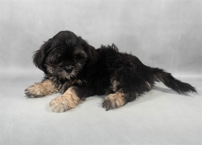 Lhasa Apso-DOG-Female-Black and Tan-9271-Petland Pensacola, Florida