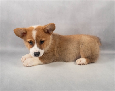 Pembroke Welsh Corgi-DOG-Male-Red-9272-Petland Pensacola, Florida
