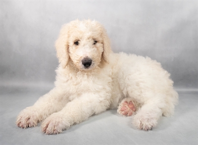 Standard Poodle-DOG-Male-Cream and White-9274-Petland Pensacola, Florida