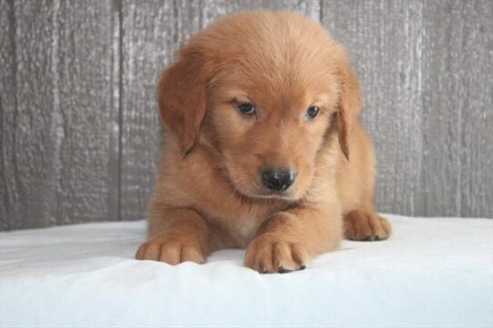 Golden Retriever-DOG-Male-Red-9290-Petland Pensacola, Florida
