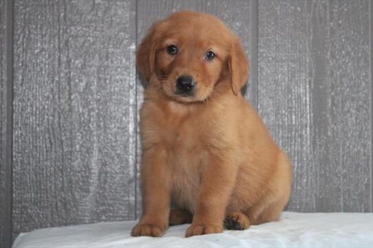 Golden Retriever-DOG-Female-Red-9291-Petland Pensacola, Florida