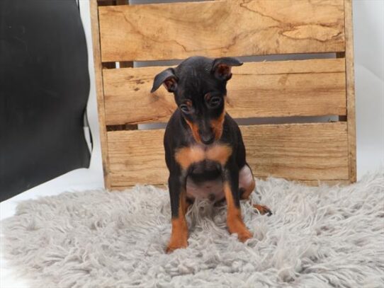 Miniature Pinscher-DOG-Male-Black / Tan-9293-Petland Pensacola, Florida